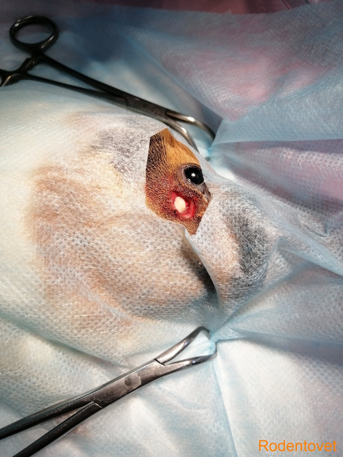 Хирургия абсцесса в области глаза у морской свинки