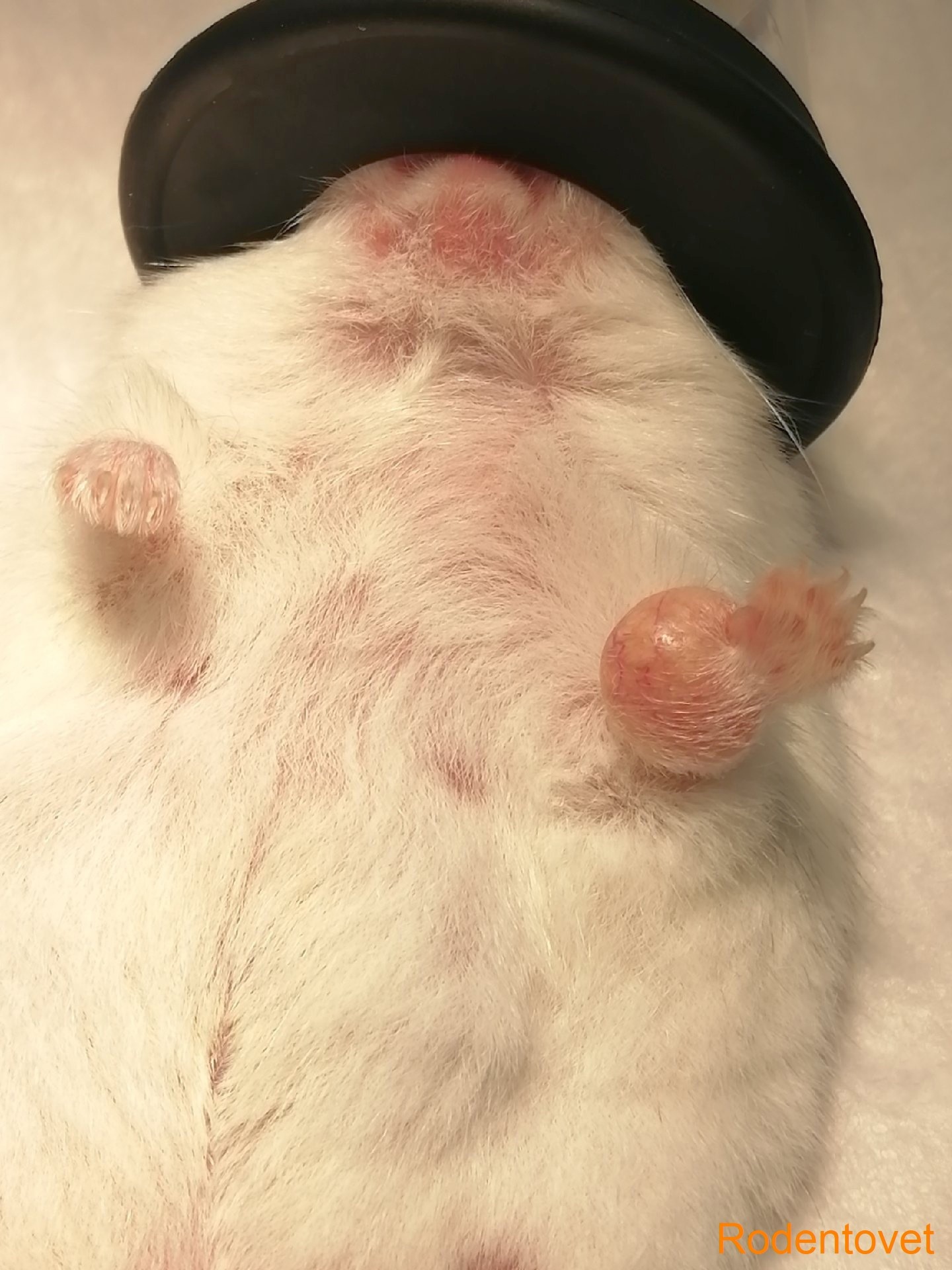 Удаление новообразования кожи грудной конечности у карликового хомяка