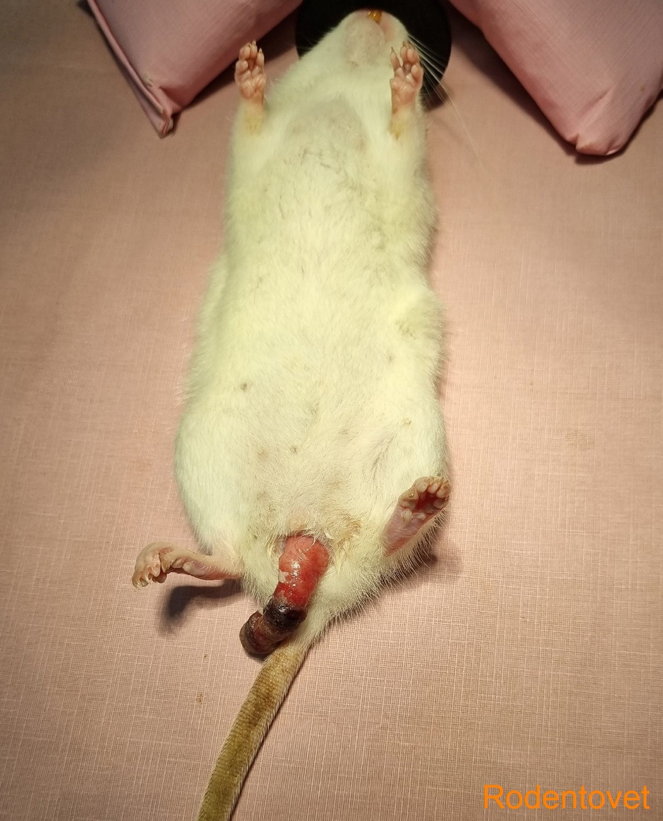 Экстренная хирургия декоративных крыс