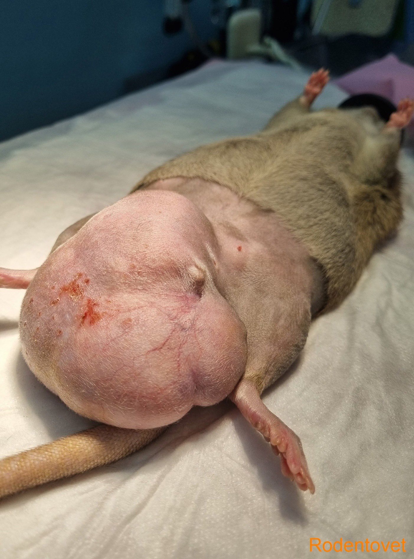 Удаление опухоли молочной железы у декоративной крысы