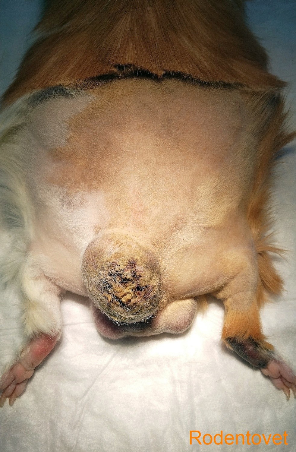 Хирургия сальной железы у самца морской свинки