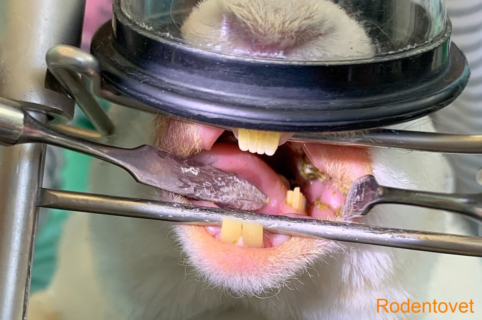 Ветеринарная стоматология декоративных кроликов