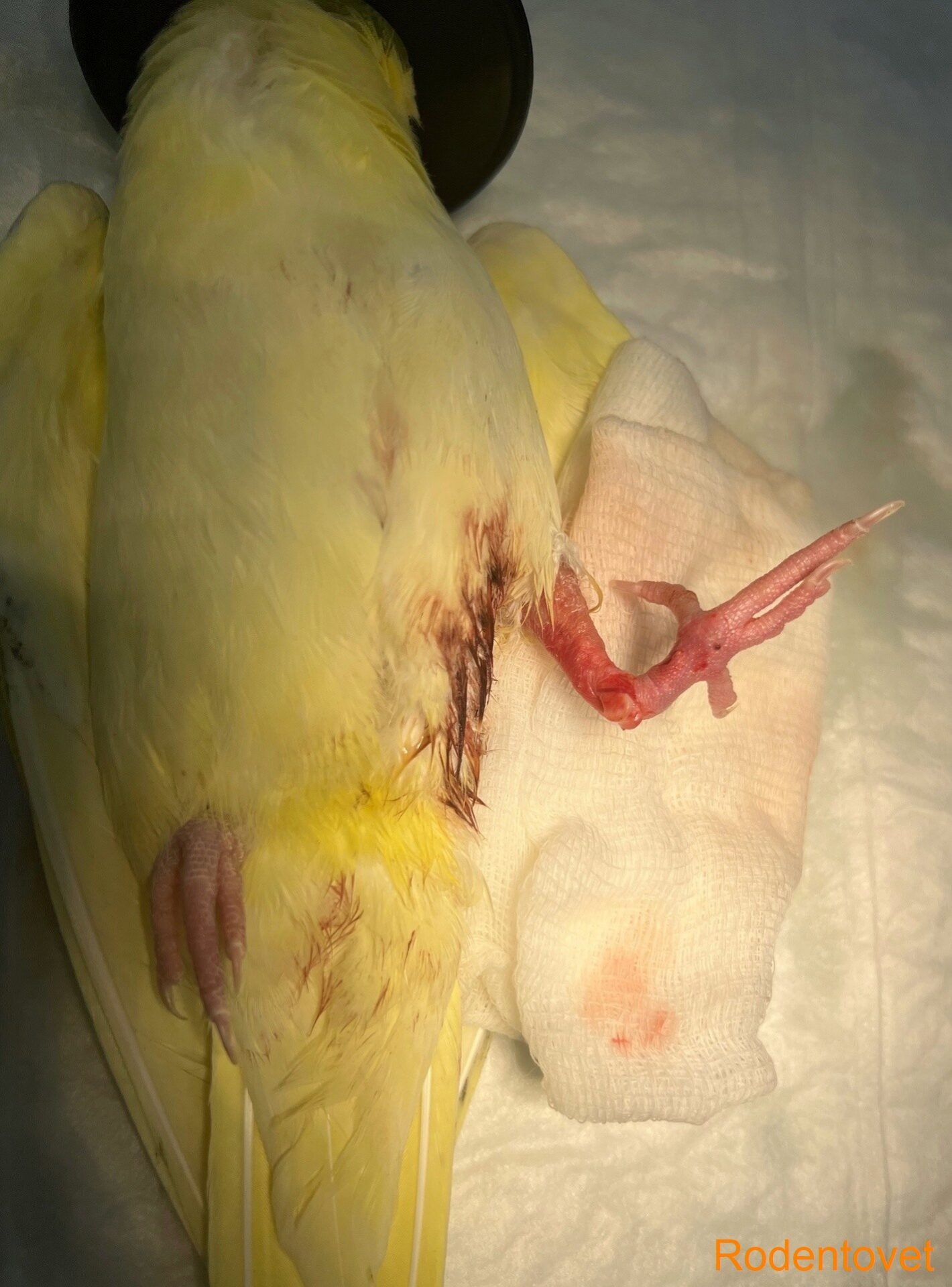 Хирургическое лечение разрыва капсулы сустава у попугая кореллы