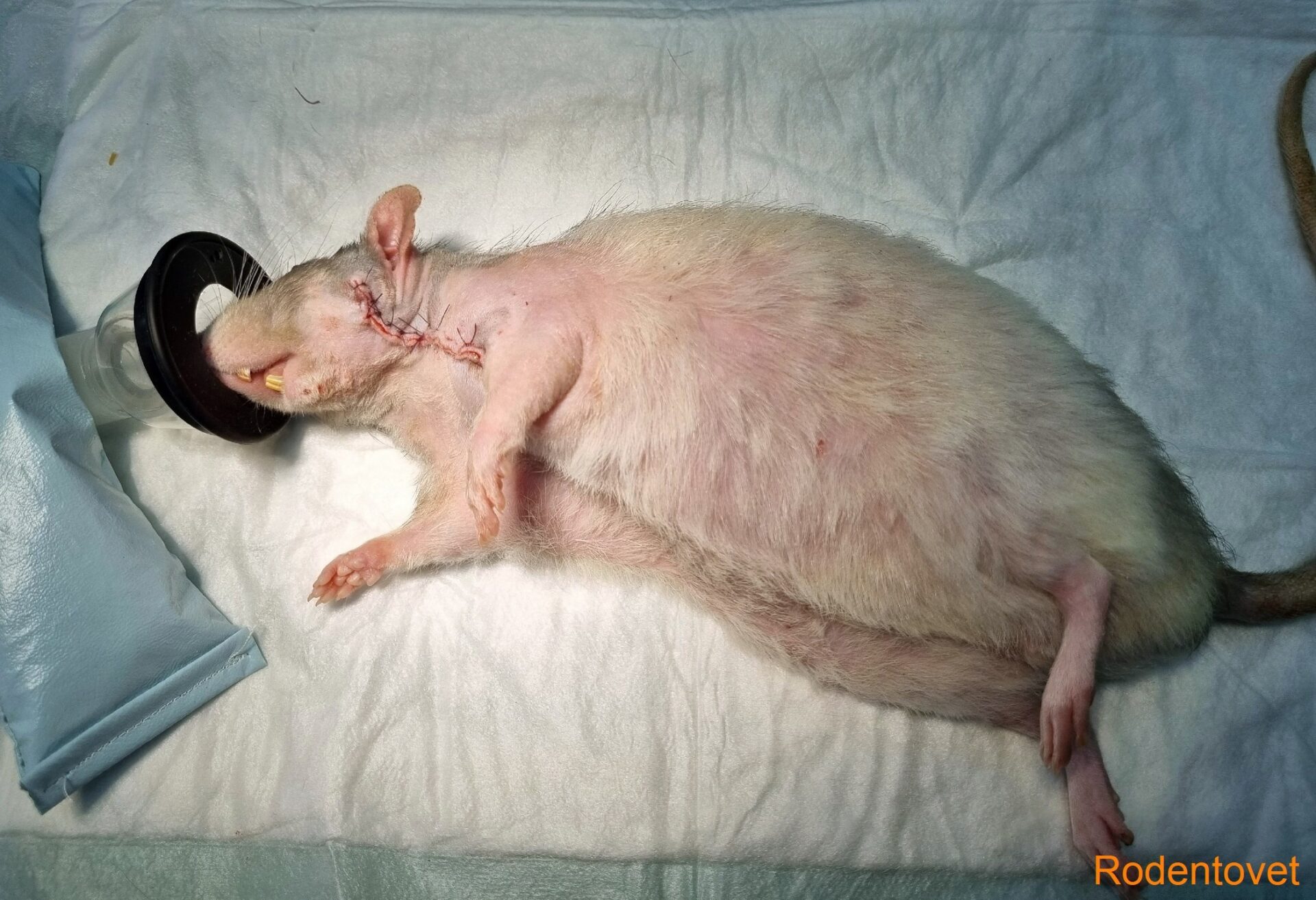Хирургия декоративных крыс