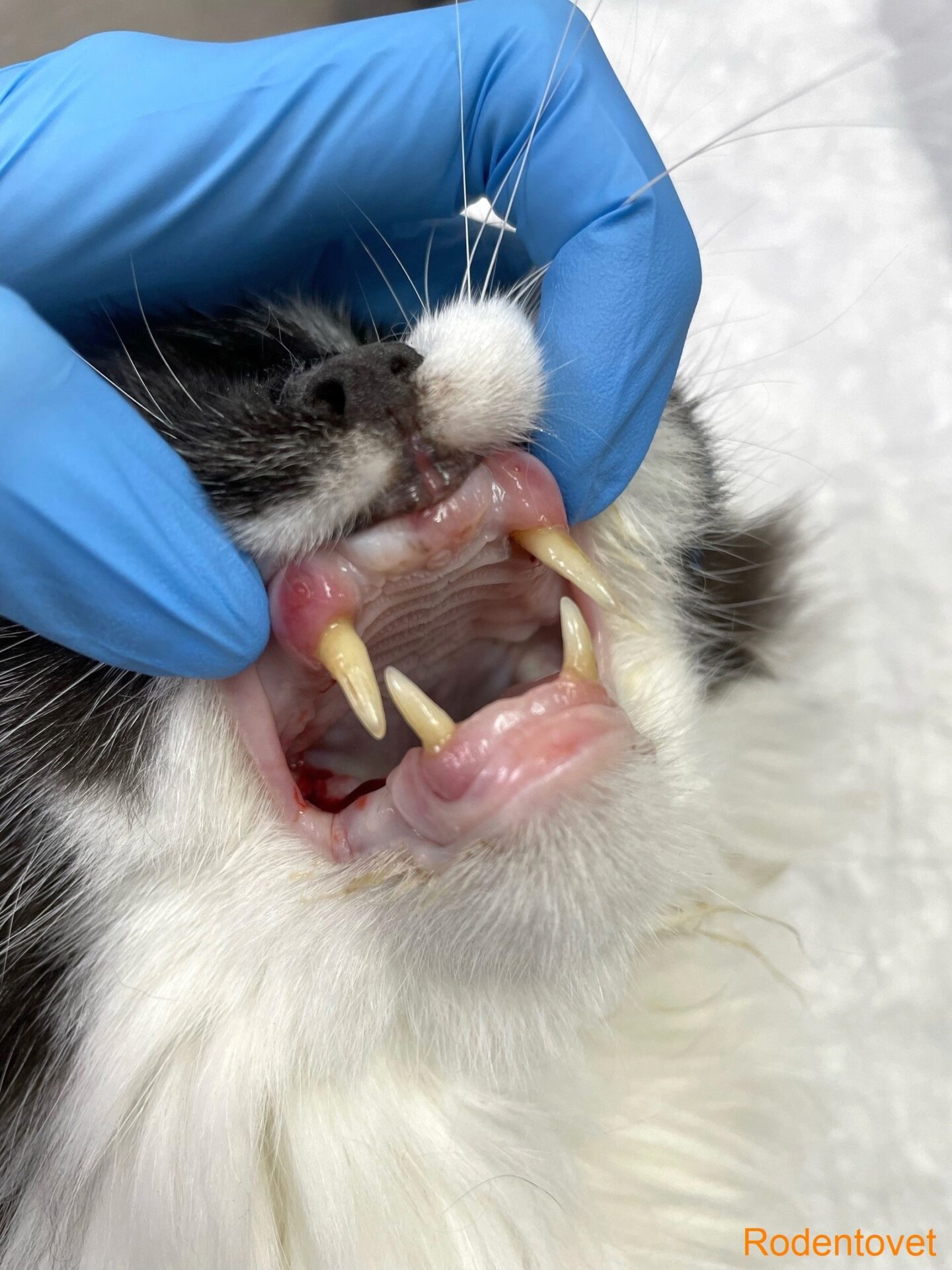 Немного стоматологии кошек