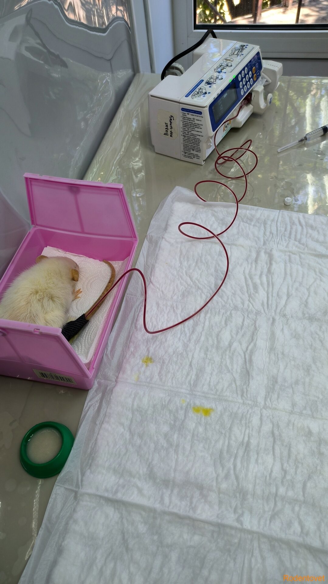 Переливание крови декоративной крысе