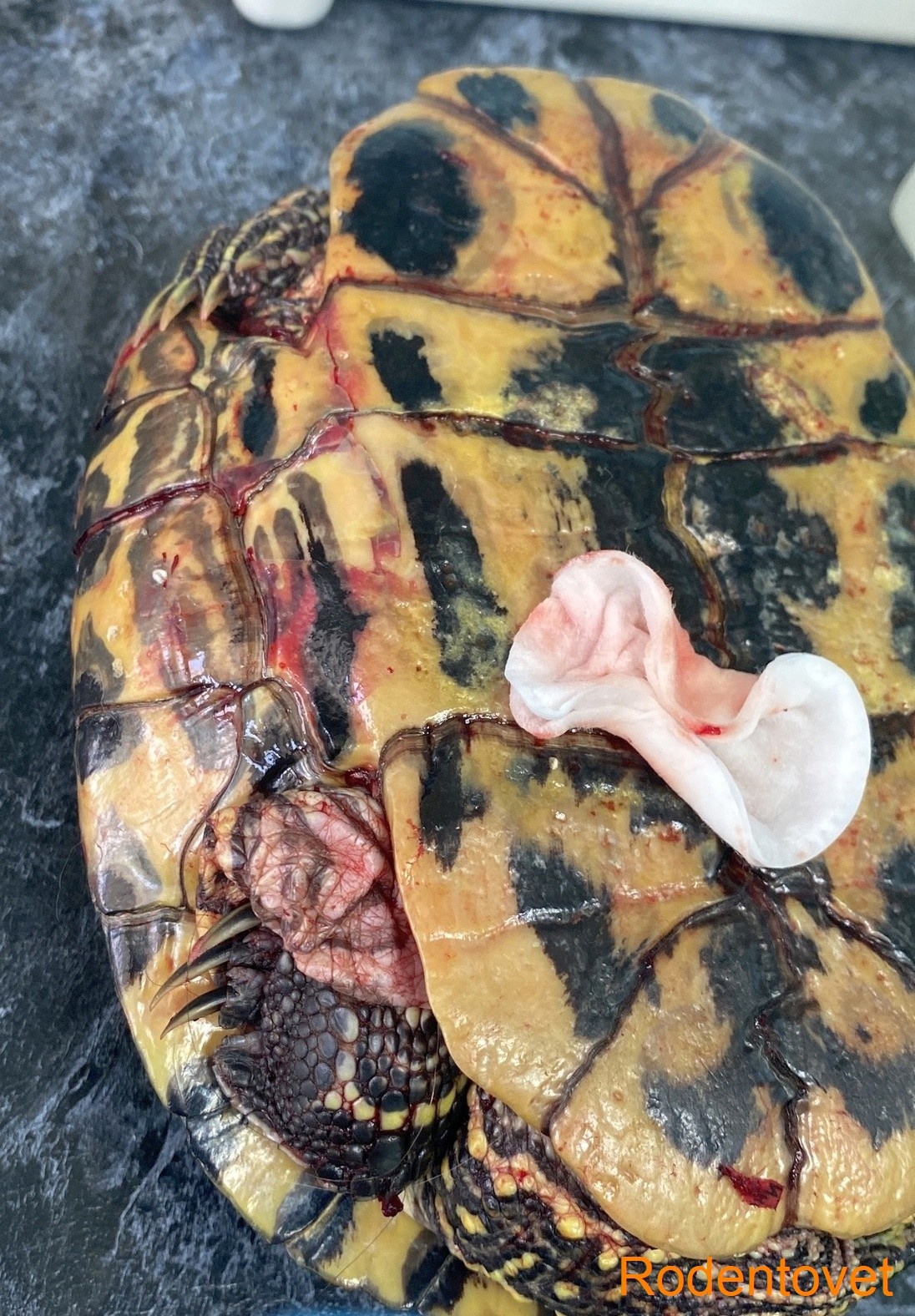 Травма панциря у красноухой черепахи
