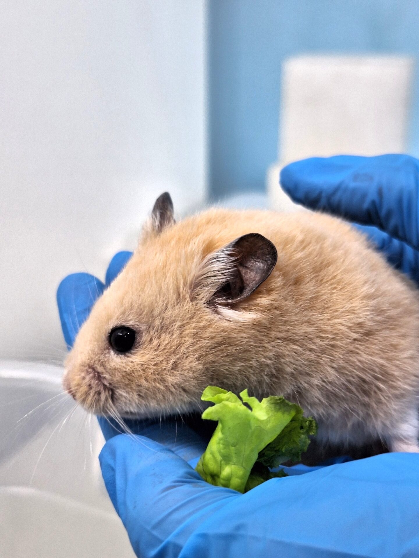 Демодекоз у сирийских хомяков